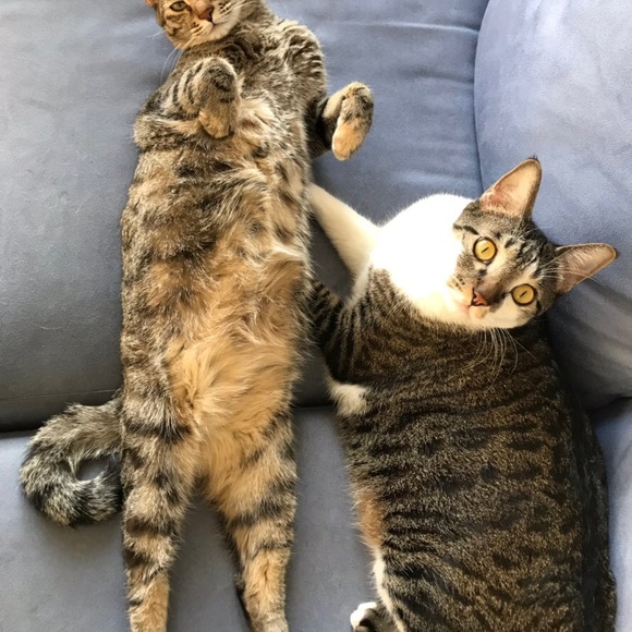 Meet your Posher, Sabrina - Picture 1 of 1